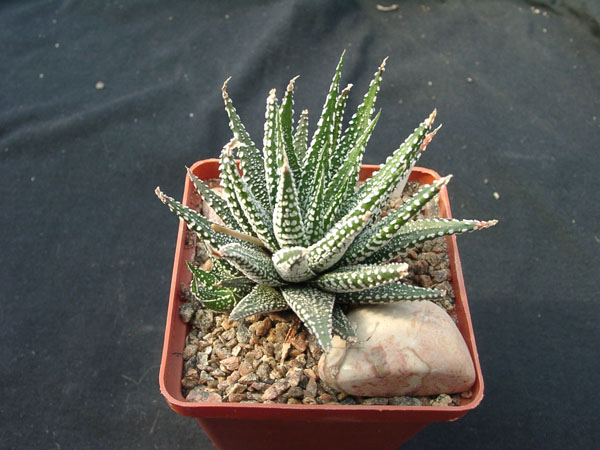 Hawortia attenvata v clariperla
