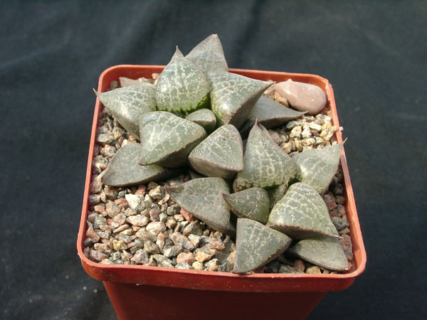 Hawortia comptoniana