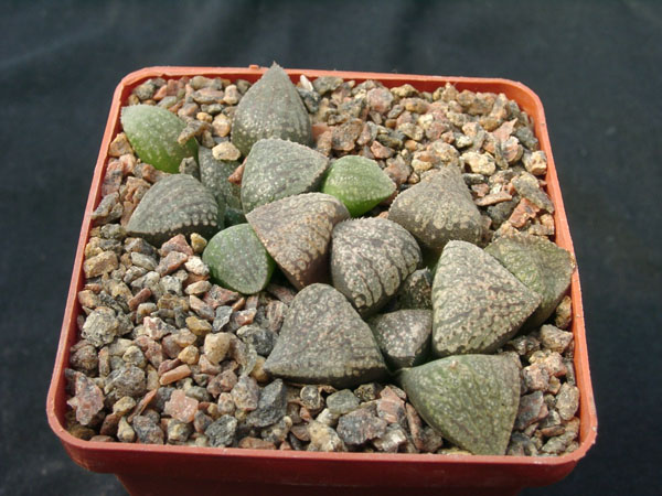 Hawortia emelyae