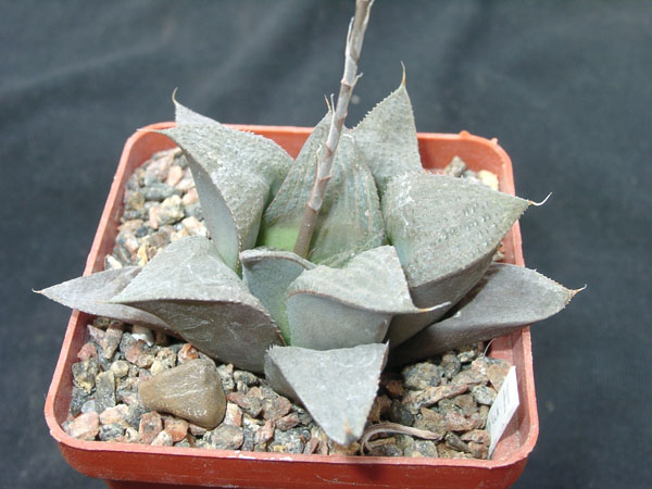 Hawortia magnifica