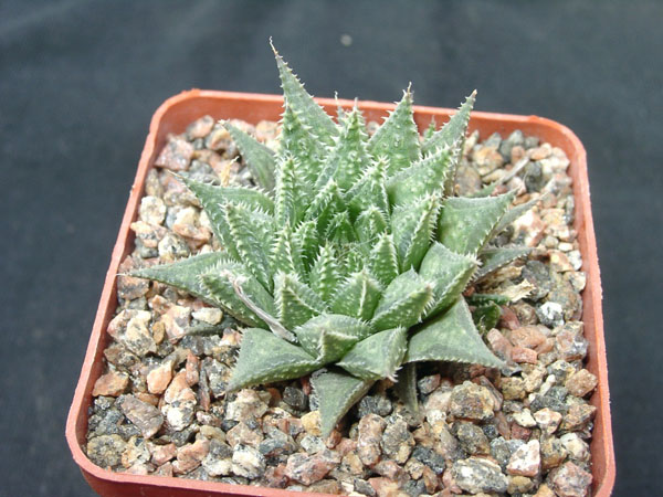 Hawortia magnifica v meiringii