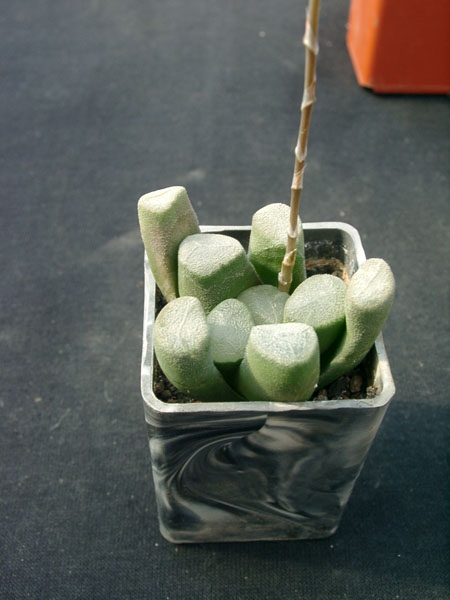Hawortia maochanii