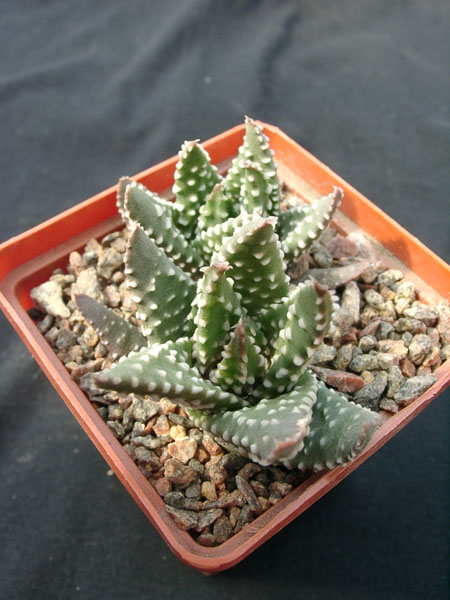 Hawortia pumila