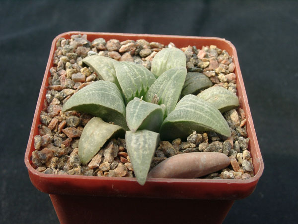 Hawortia pygmae