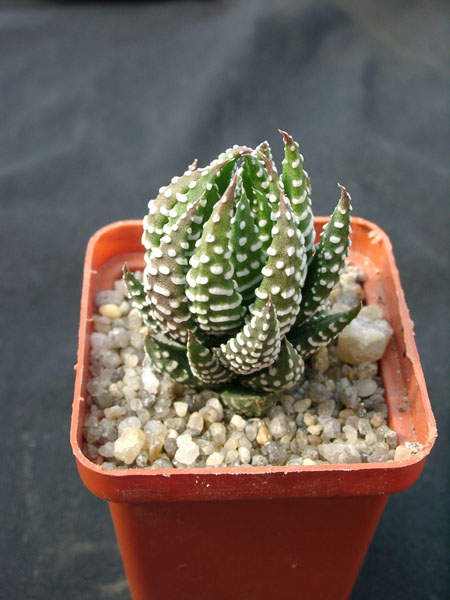 Hawortia reinwardii v pediensis