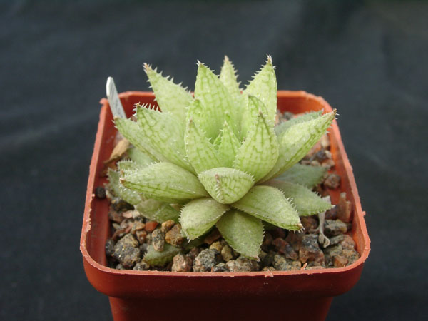 Hawortia reticulata v hurlingii