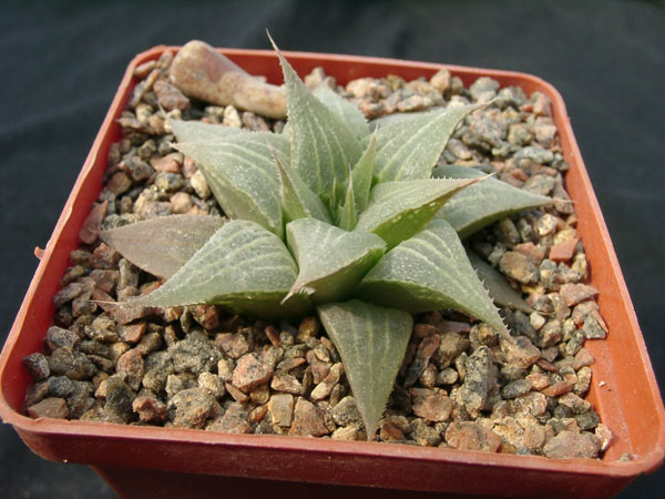 Hawortia retuza v acuminata