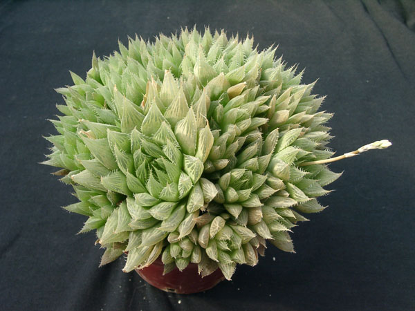 Hawortia vitata