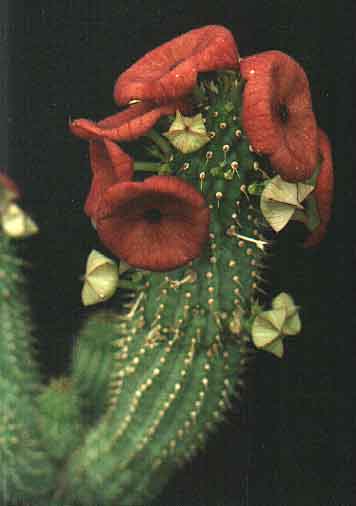 Hoodia dregei