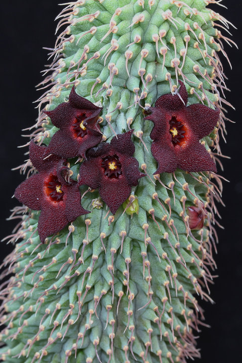 Hoodia pilifera