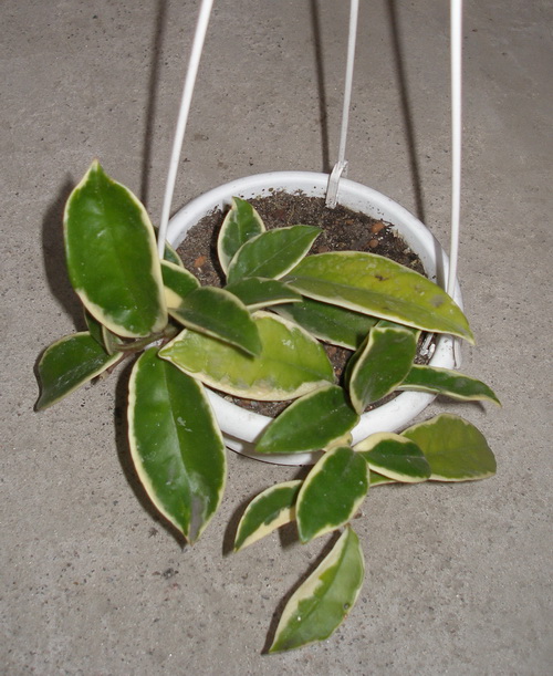 Hoya carnosa f variegata
