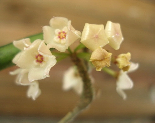 Hoya longifolia