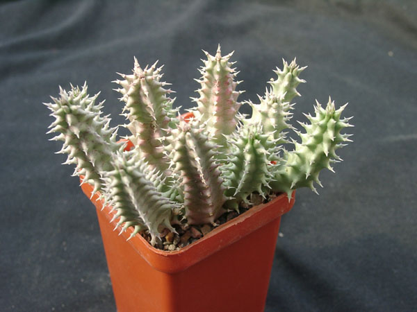 Huernia SP