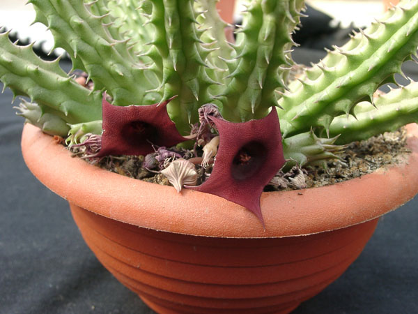 Huernia SP 2
