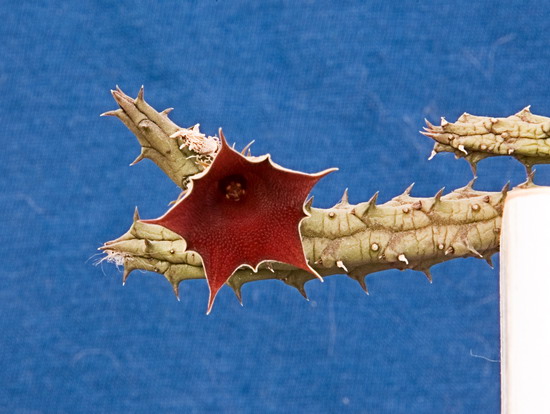 Huernia arabica LAVRANOS 13103 ES 3421