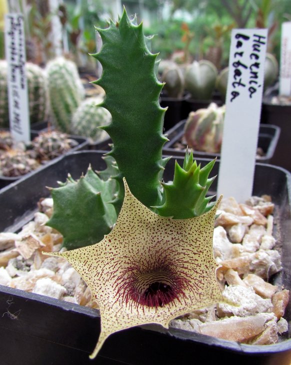Huernia barbata