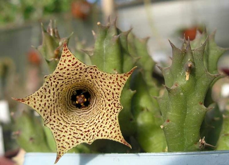 Huernia concinna