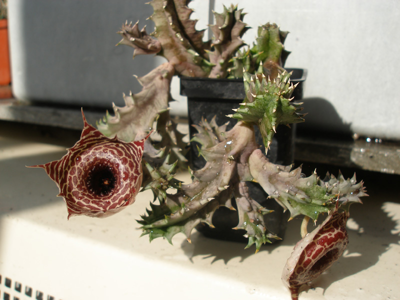 Huernia guttata subsp. reticulata