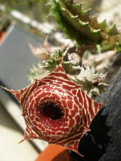 Huernia guttata subsp. reticulata