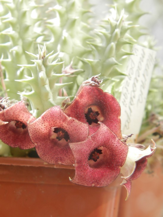 Huernia macrocarpa v  penzigii