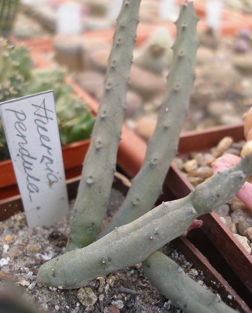 Huernia pendula