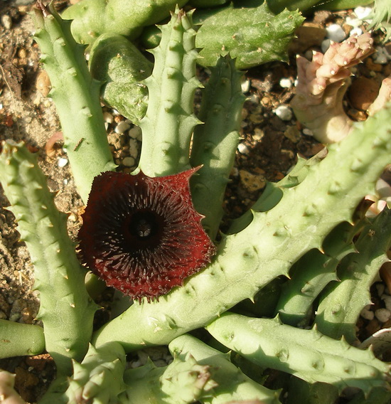 Huernia pendurata hybr. 