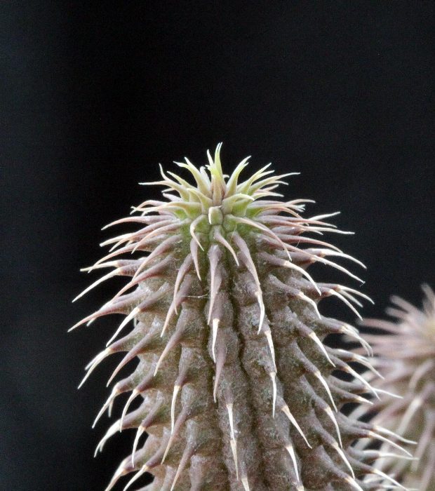 Huernia pillansii 001