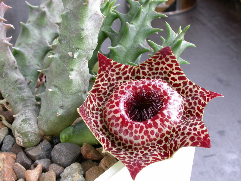 Huernia reticulata ES-3634