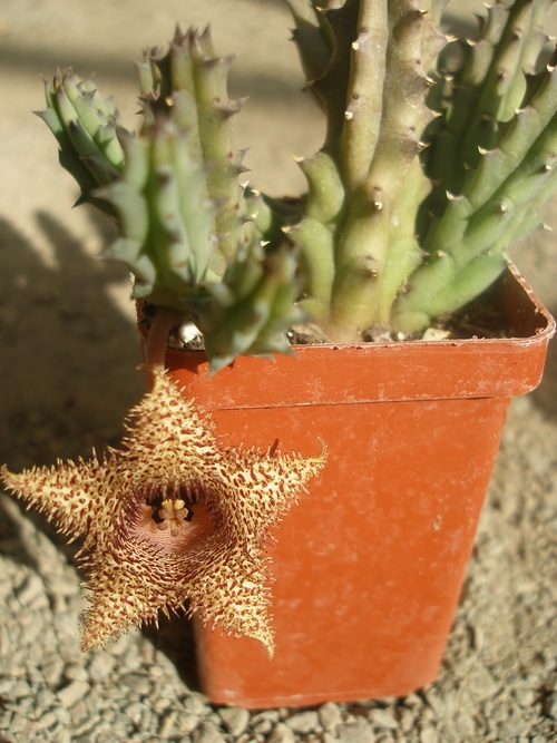 huernia hystrix