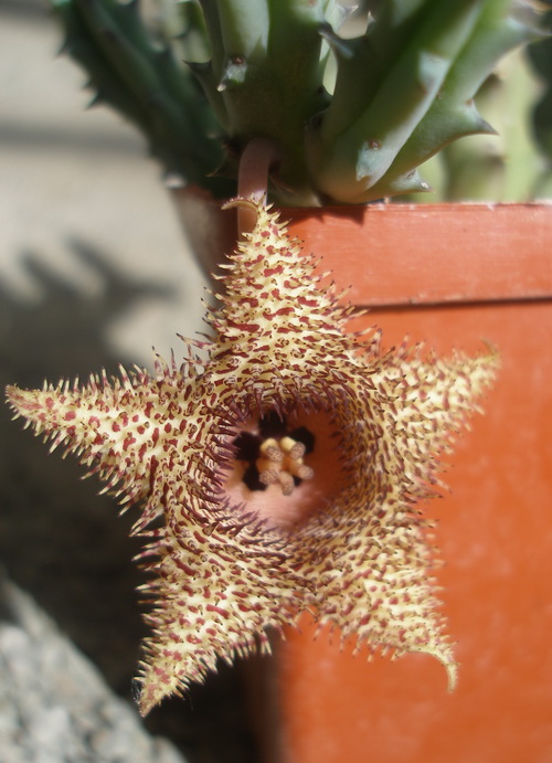 huernia hystrix1