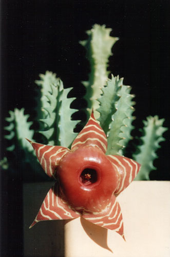 Huernia zebrina v. magniflora