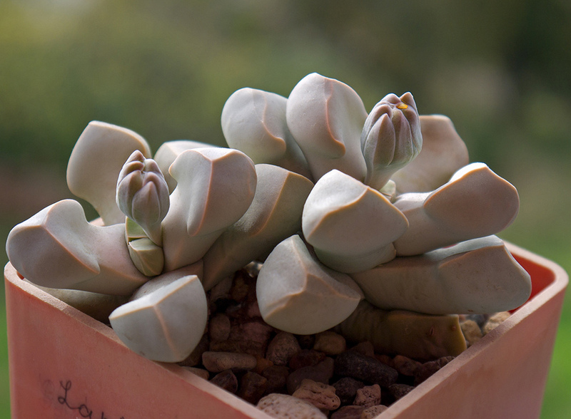 Lapidaria margaretae 001