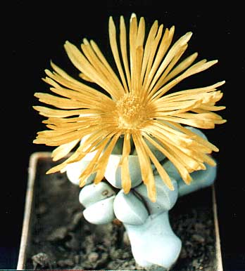 Lapidaria margaretae