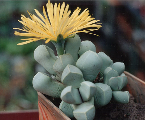 Lapidaria margaretae