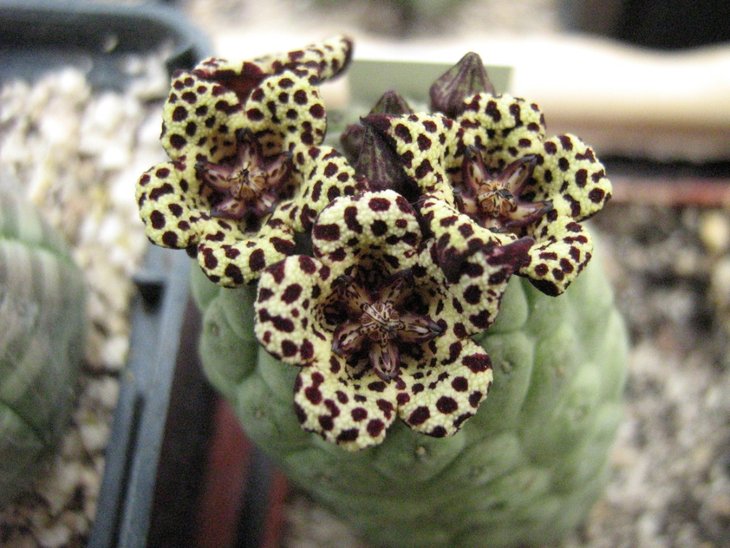 Larryleachia picta  Trichocaulon picta