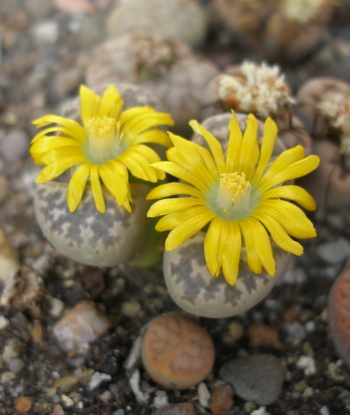 L nauriniae