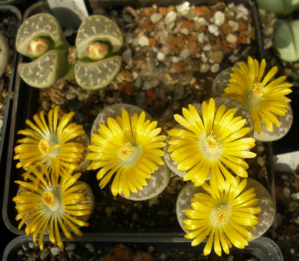 L nauriniae1