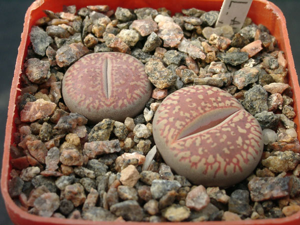 Lithops_aucampiae_ssp_euniceae_C48.jpg