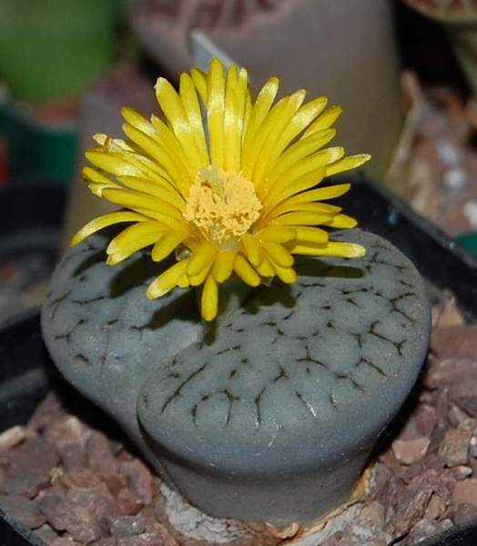 Lithops gracilidelineata Ru FG