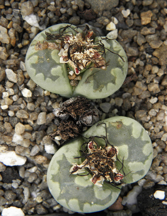 Lithops orzeniana C 128F cv   Aquamarine