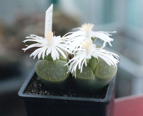Lithops lesliei ssp. lesliei v. lesliei cv. 'Albinica'