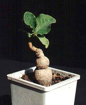 Monadenium sp.