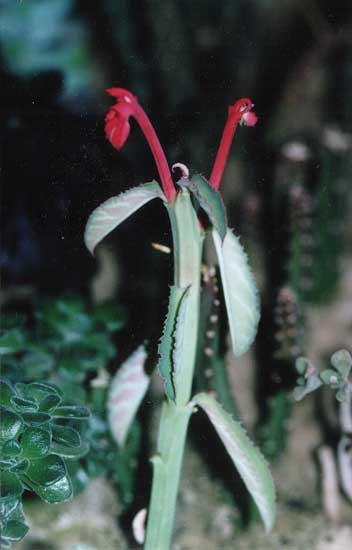 Monadenium coccineum