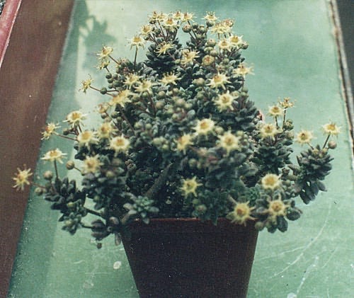 Monanthes muralis