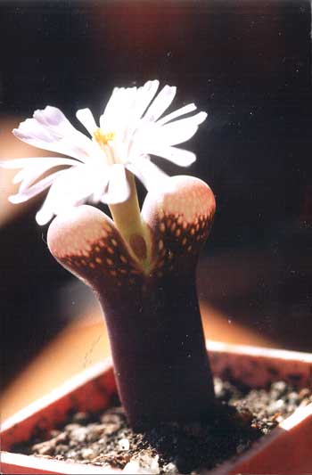 Ophthalmophyllum friedrichii