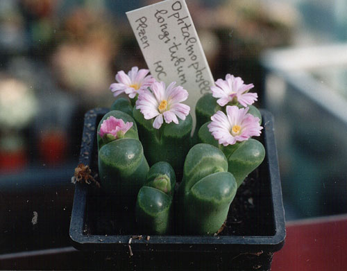 Ophthalmophyllum longitubum