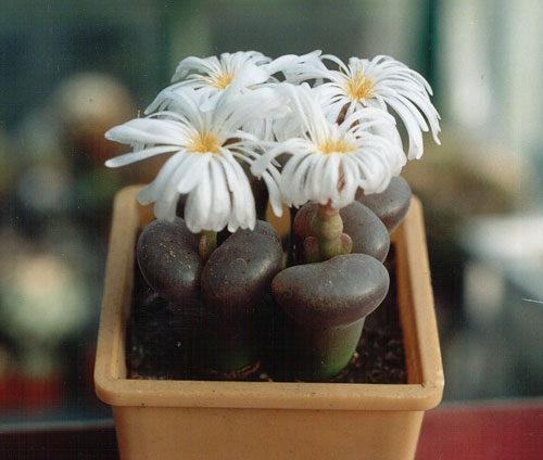 Ophthalmophyllum sp.