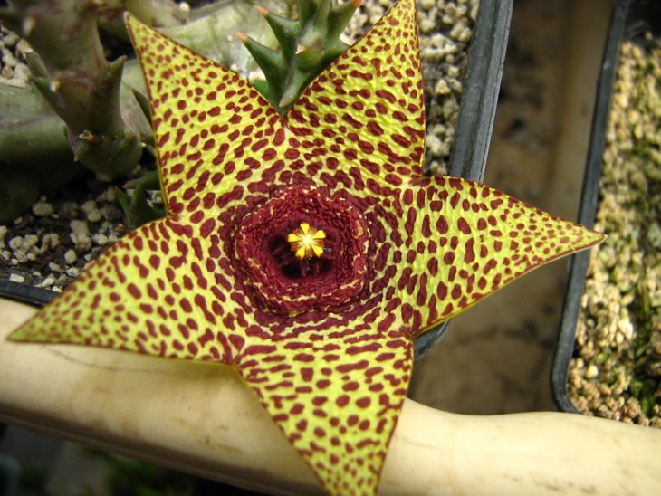 Orbea cv Halumna River