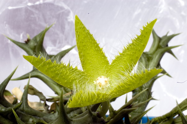 Orbea dummeri