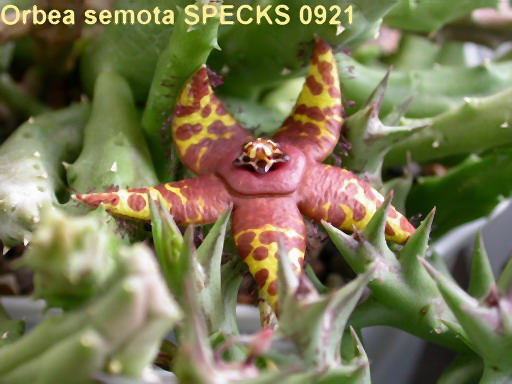 Orbea semota